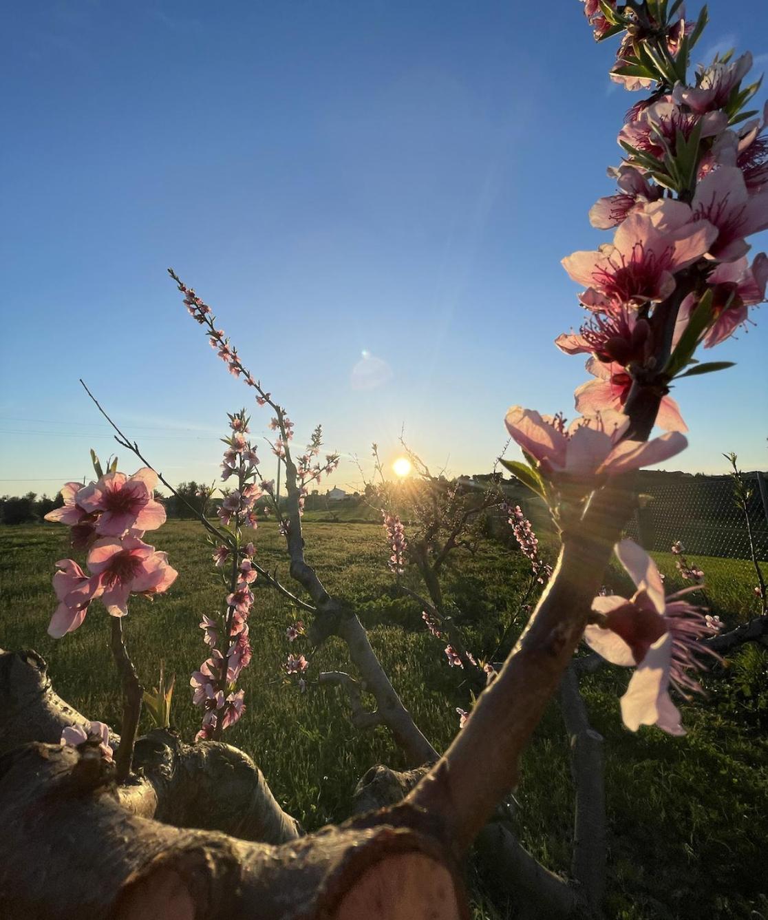 Agriturismo Le Grange Нумана Экстерьер фото